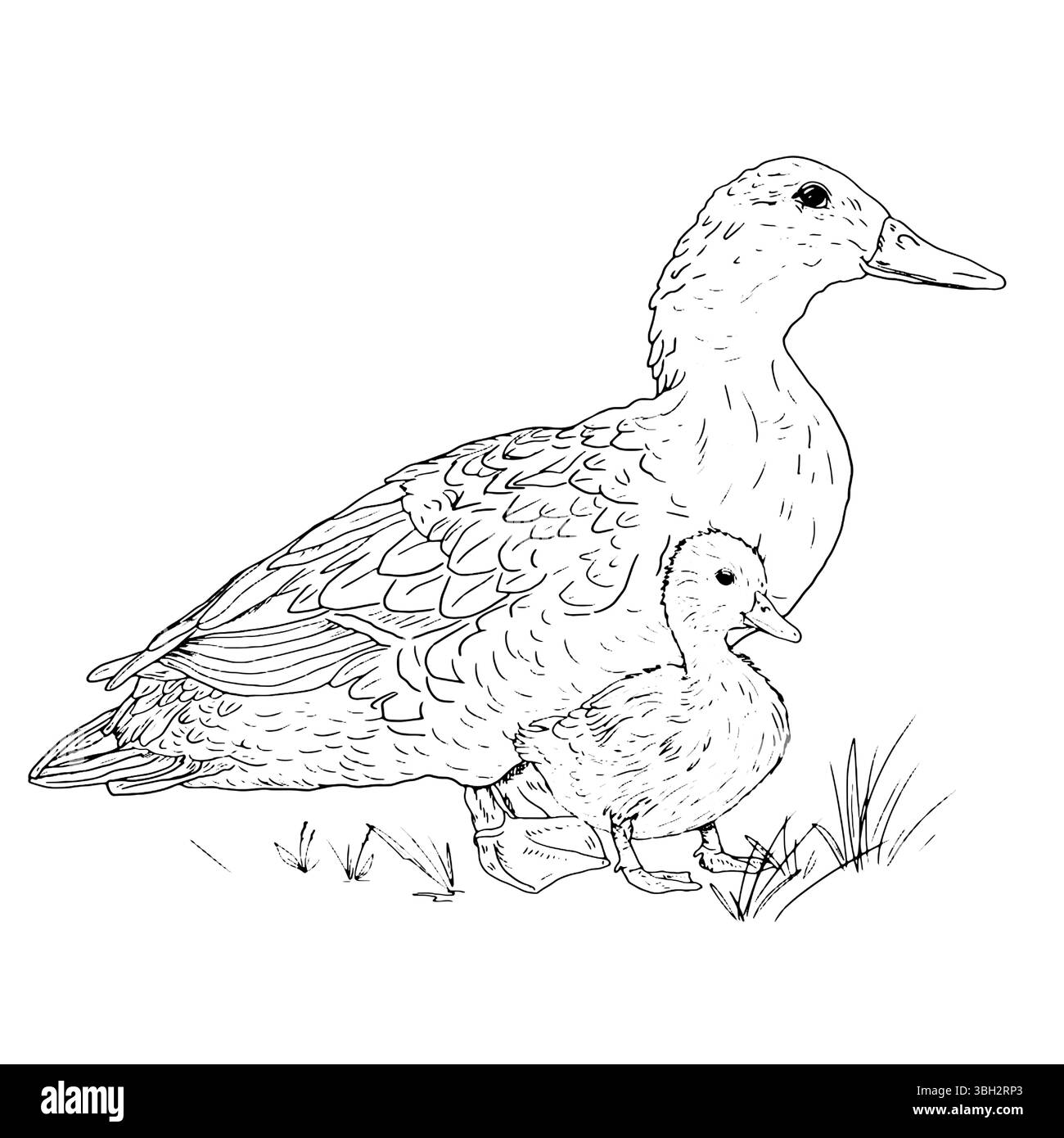 Mother duck and duckling sitting in the grass, poultry from the farm, black and white ink sketch. Vector illustration. Village animals, isolated on a Stock Vector