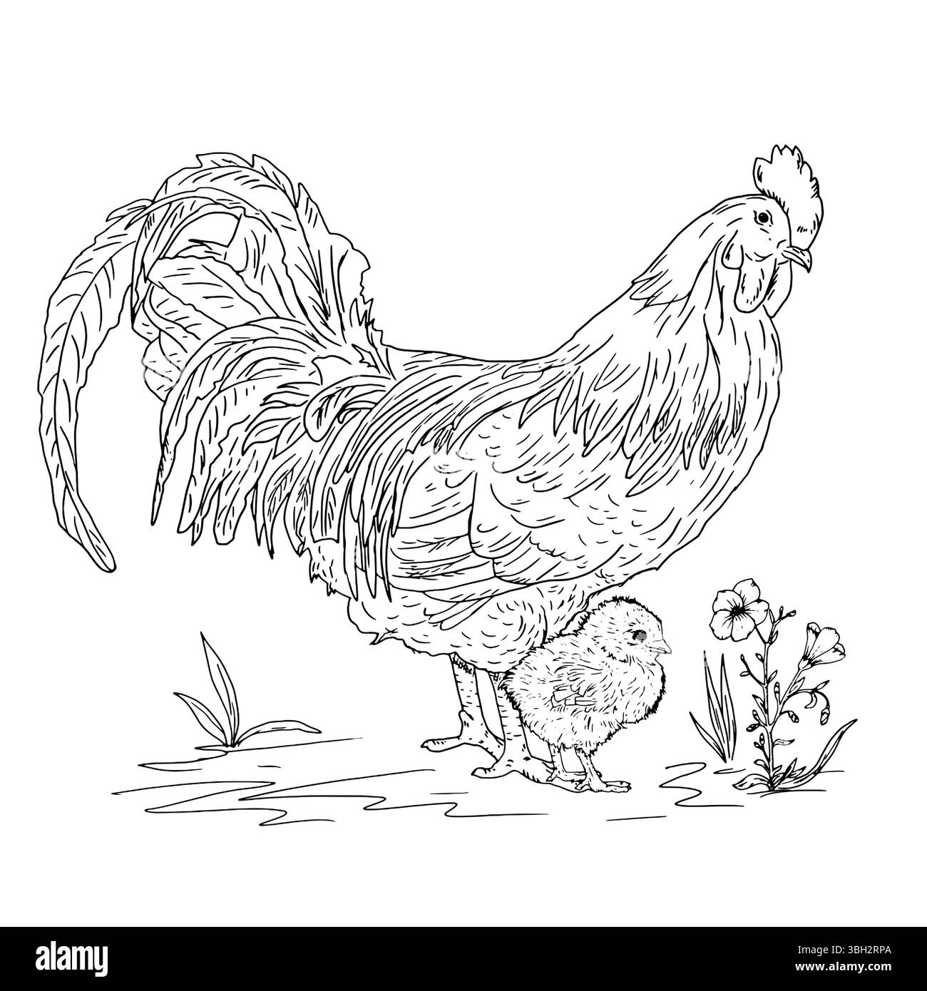 Daddy bird rooster and baby chicken in grass, farm poultry, black and white ink sketch. Vector illustration. Village birds, isolated on a white backgr Stock Vector