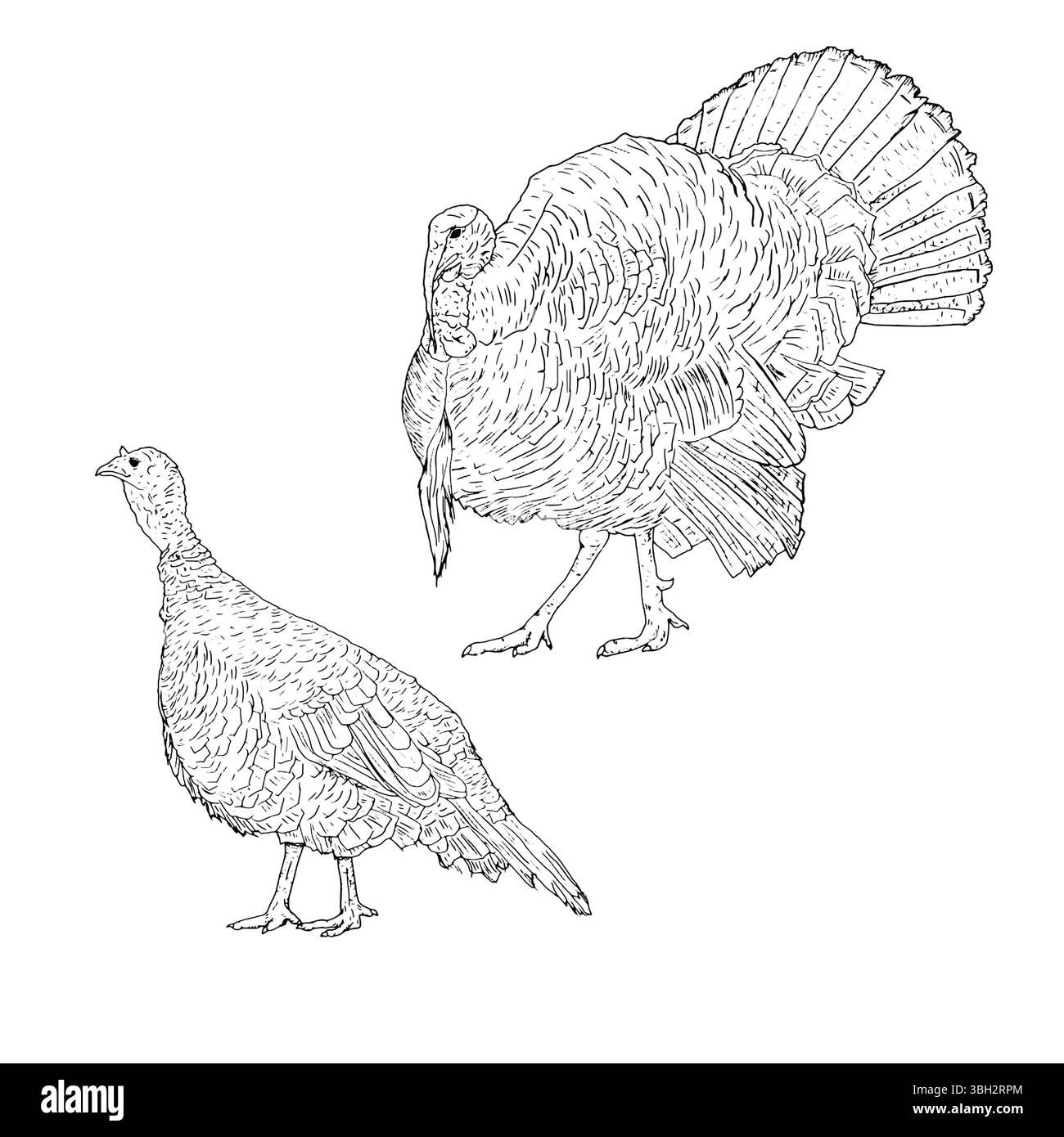 Turkey bird, a set of domestic birds from a farm, black and white ink sketch. Vector illustration. Animals in a rustic style, isolated on white backgr Stock Vector