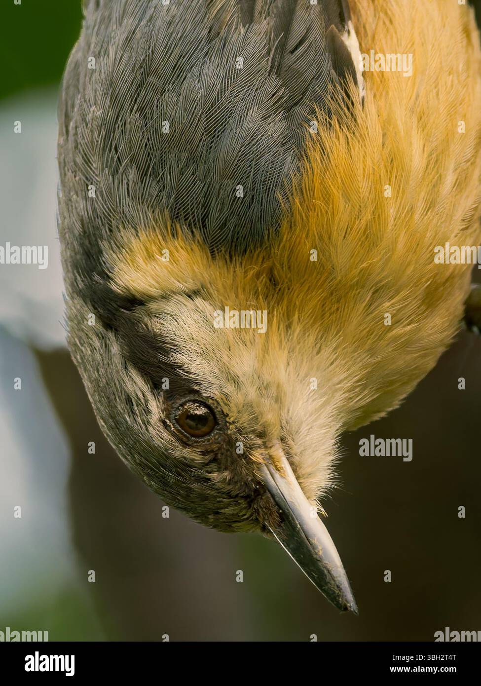 Nuthatch portrait, close up of the bird hanging upside down Stock Photo ...