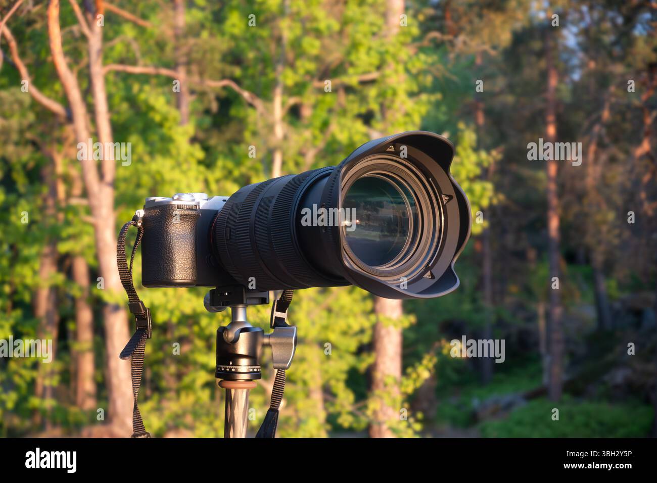 Professional camera with a zoom lens on a tripod in the forest, pointed ...