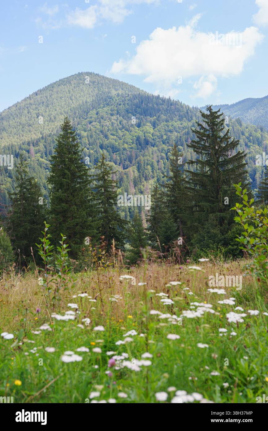 Serene forest meadow wildflowers hi-res stock photography and images ...