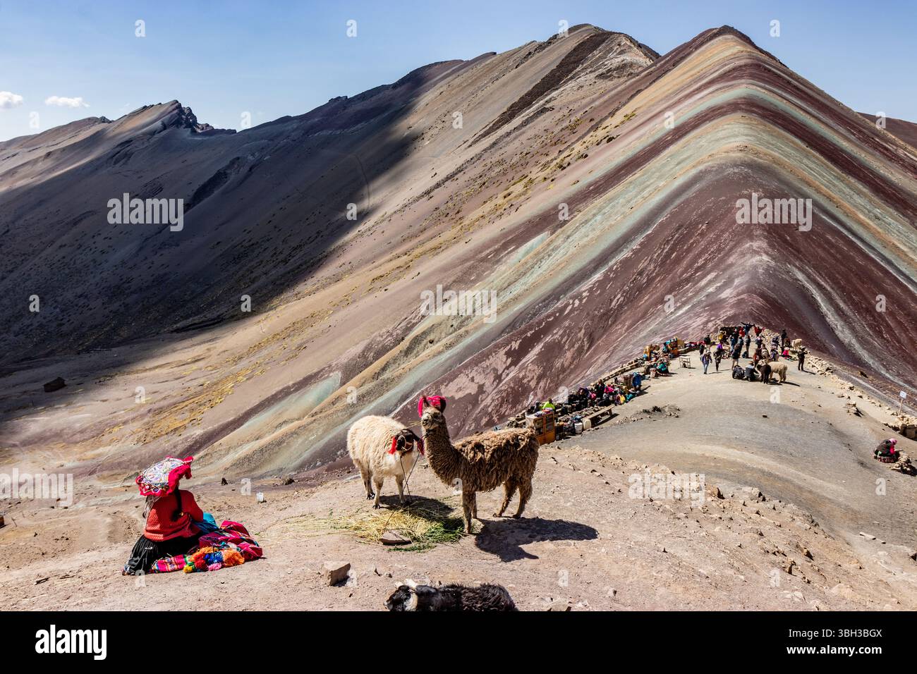 VINICUNCA, PERU - NOVEMBER 7, 2022: Alpacas at Vinicunca Rainbow mountain, Peru Stock Photo