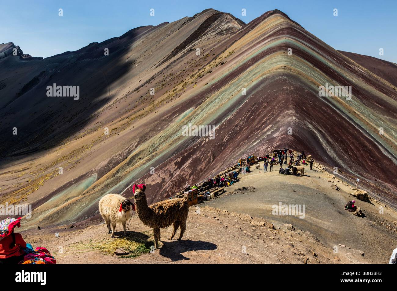 VINICUNCA, PERU - NOVEMBER 7, 2022: Alpacas at Vinicunca Rainbow mountain, Peru Stock Photo