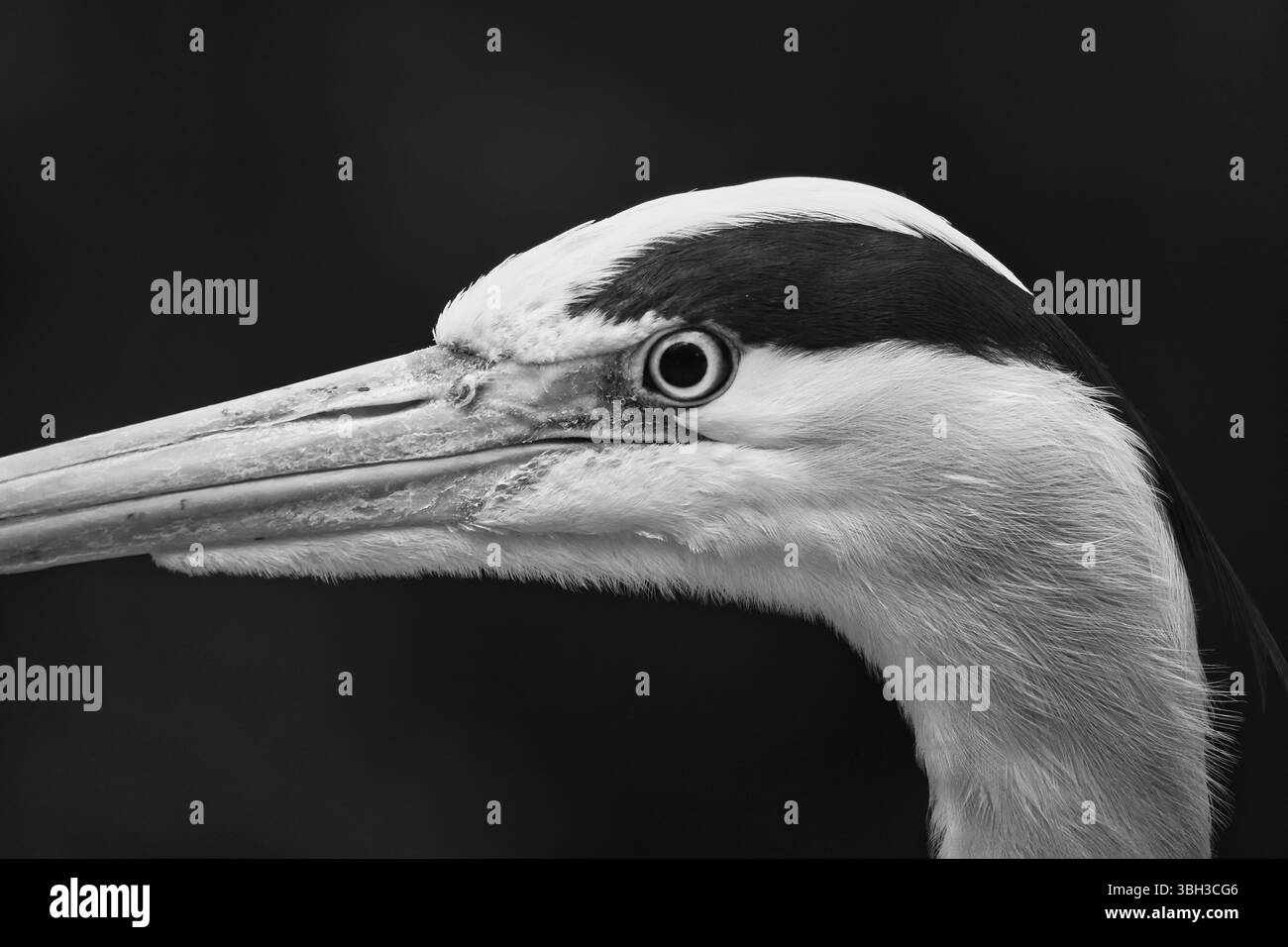 Nature study image Black and White Stock Photos & Images - Alamy