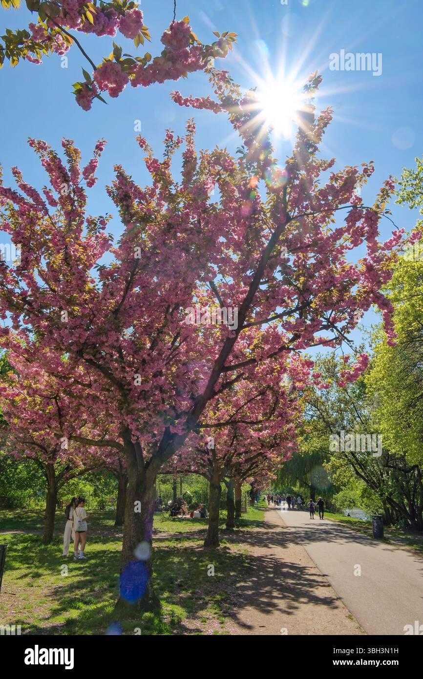 Frühling in Berlin, Japanische Kirschblüten, Sakura, TV-Asahi Gespendete japanische Kirschbäume in Berlin-Treptow am Landwehrkanal. Stock Photo