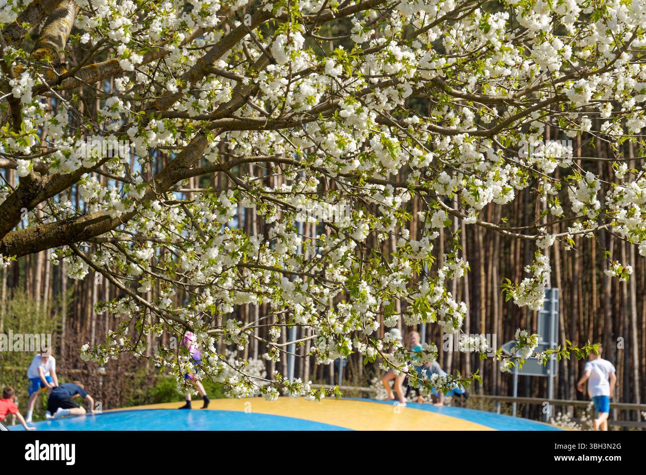 Spielplatz auf dem Spargelhof Klaistow, Erlebnisbauerhof, Hüpfburg, Frühling, Kirschblüte, neue Potsdam-Mittelmark, Brandenburg, Stock Photo