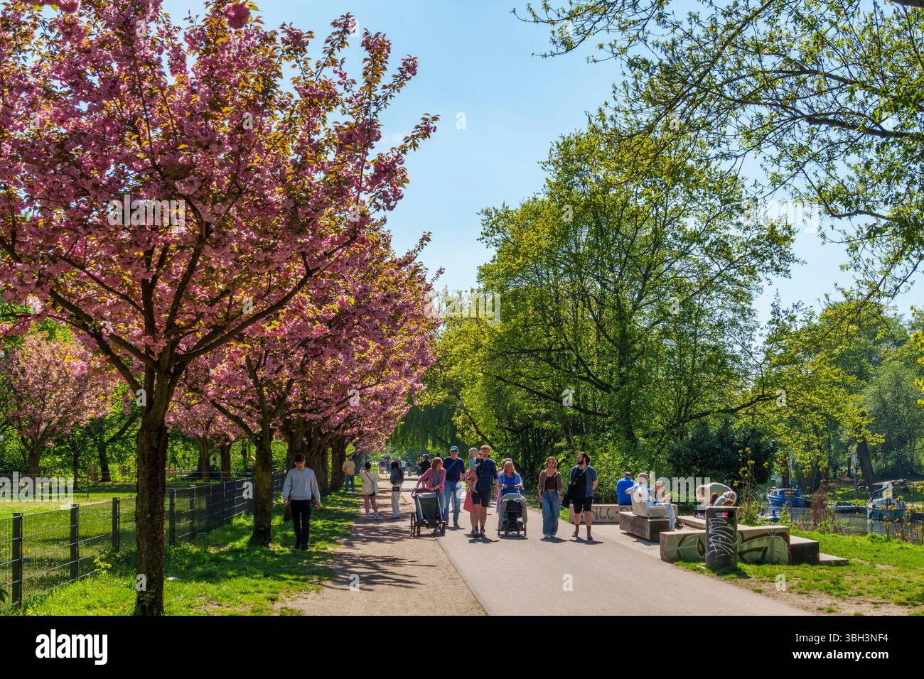 Frühling in Berlin, Japanische Kirschblüten, Sakura, TV-Asahi Gespendete japanische Kirschbäume in Berlin-Treptow am Landwehrkanal. Stock Photo