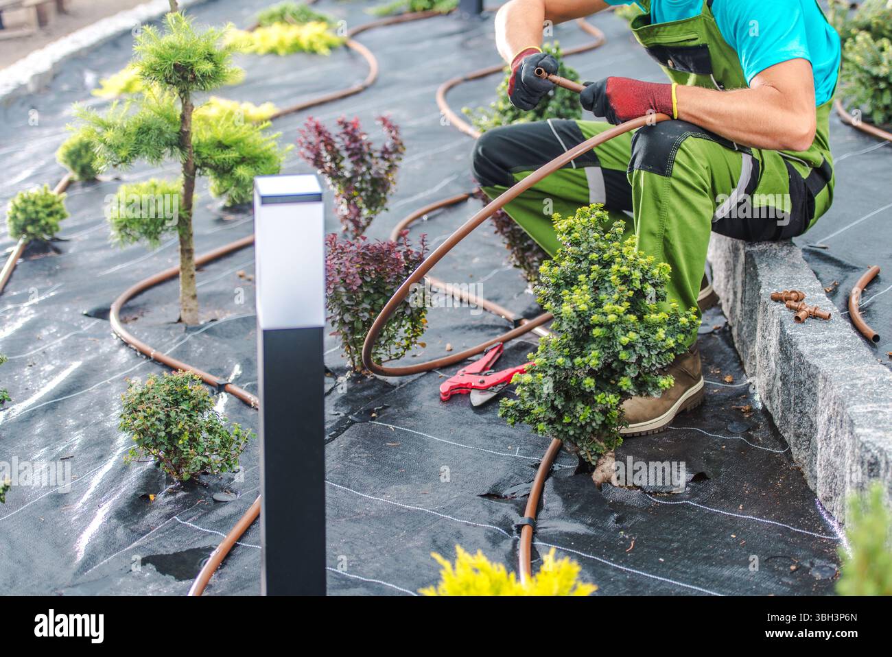 A gardener is setting up an irrigation system among plants and bushes in a well-maintained landscape. Tools are scattered around in a vibrant setting. Stock Photo