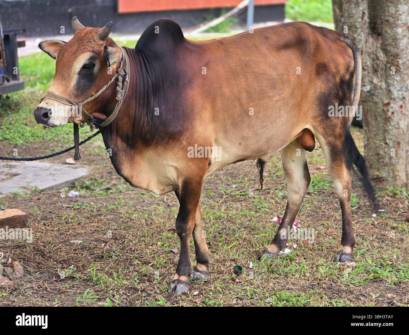 Brown bull standing in a grassy area - Smartphone Captured Stock Image
