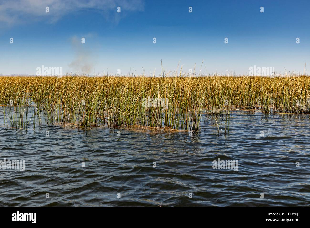 Totoro Reeds Totora reed hi-res stock photography and images - Alamy