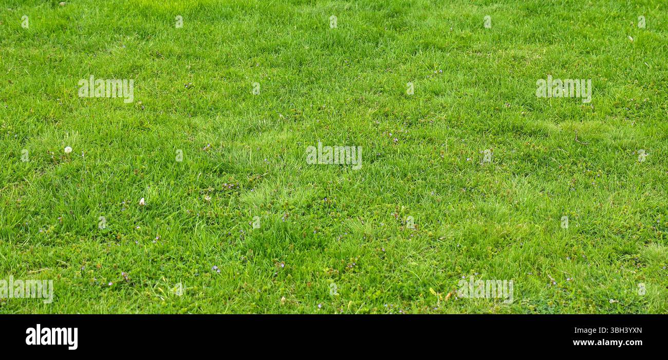Freshly cut green grass lawn outside pattern background Stock Photo