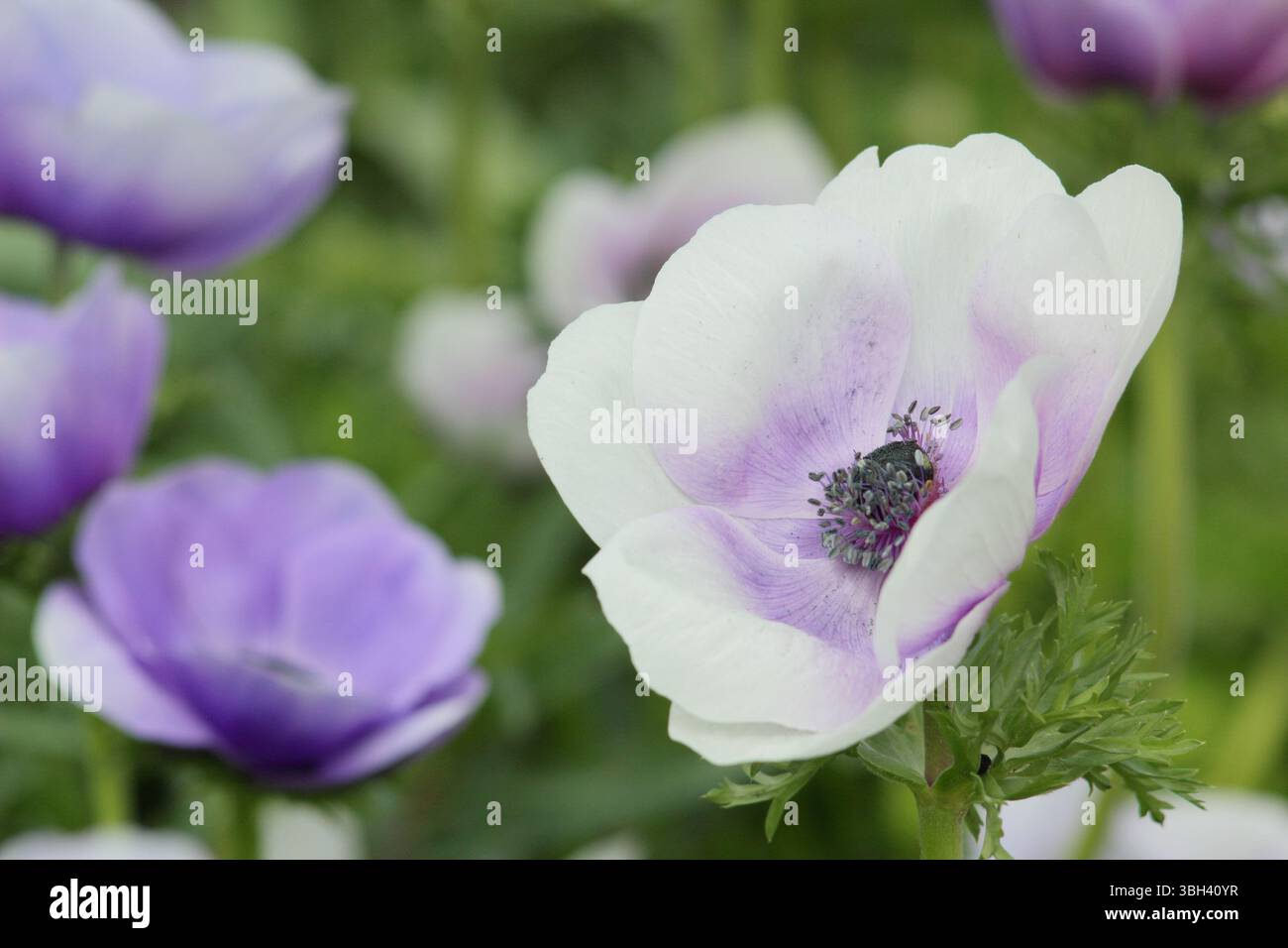 Anemone 'Galilee Pastel Mix', poppy flowered garden anemones displaying characteristic pastel shades in April. UK Stock Photo