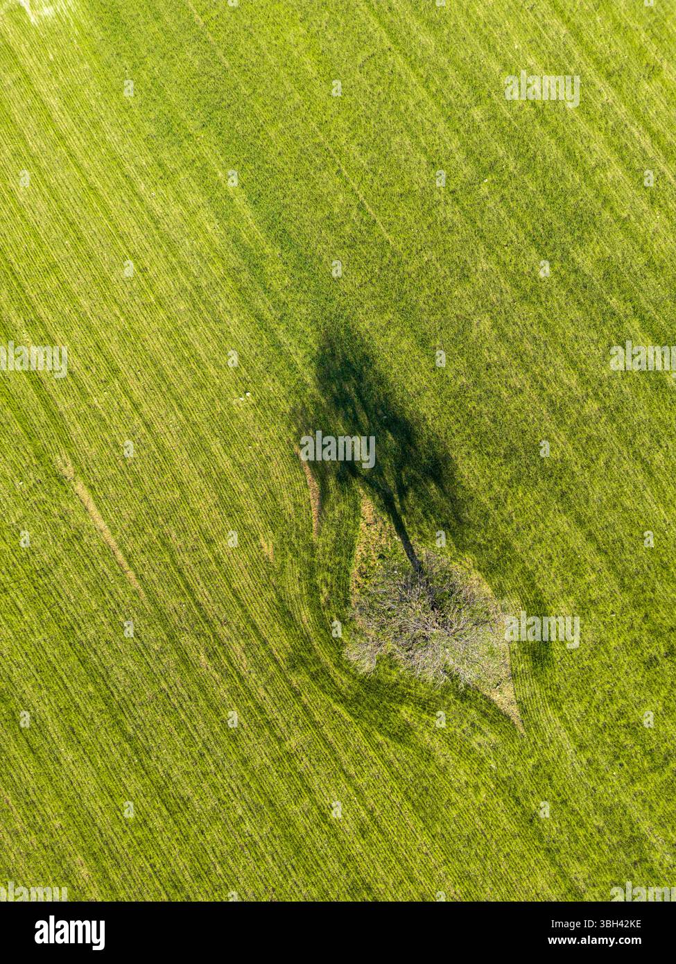 An aerial top-down view of a field with a lonely tree Stock Photo - Alamy