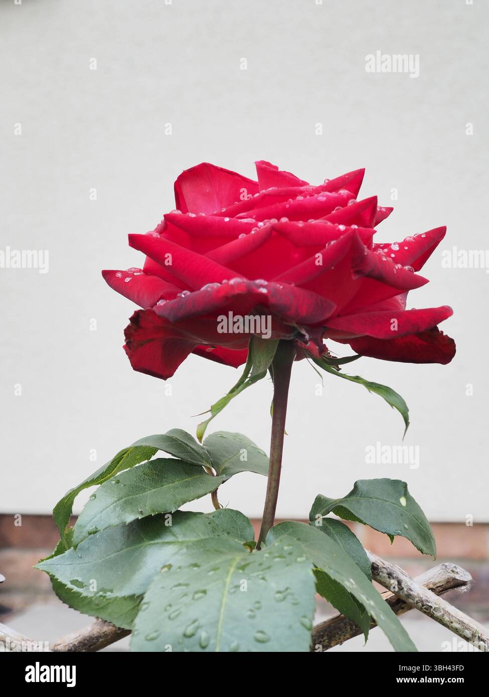 Red rose "Ruby Wedding"after the rain Stock Photo