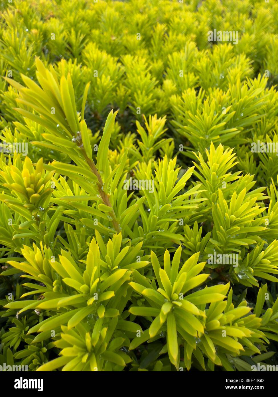 Taxus baccata. Fresh green yew leaves with water droplets, captured with high detail and natural light, ideal for eco-themed projects, clean-backgroun - Smartphone Captured Stock Image