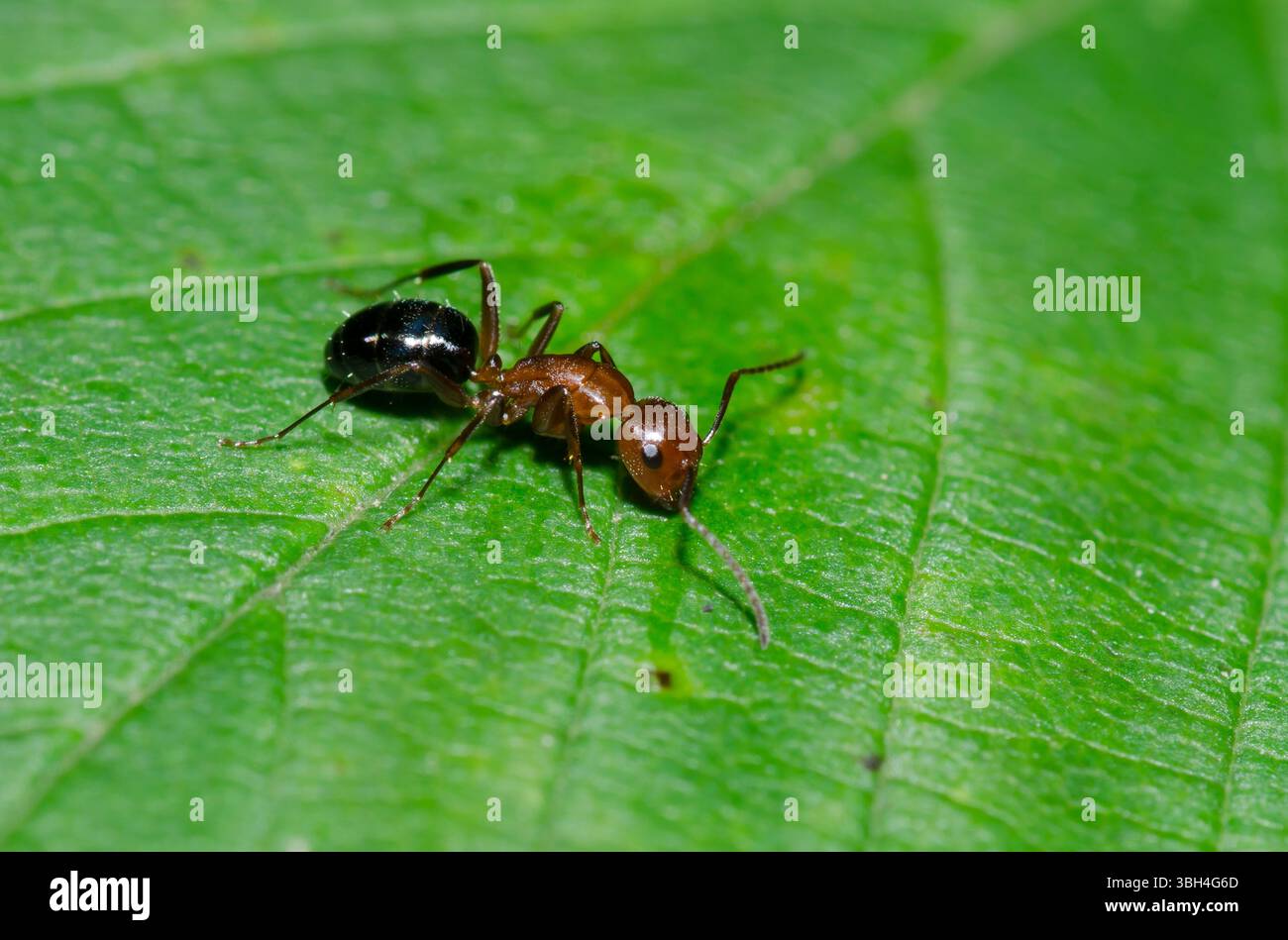 Carpenter Ant, Camponotus sp. Stock Photo