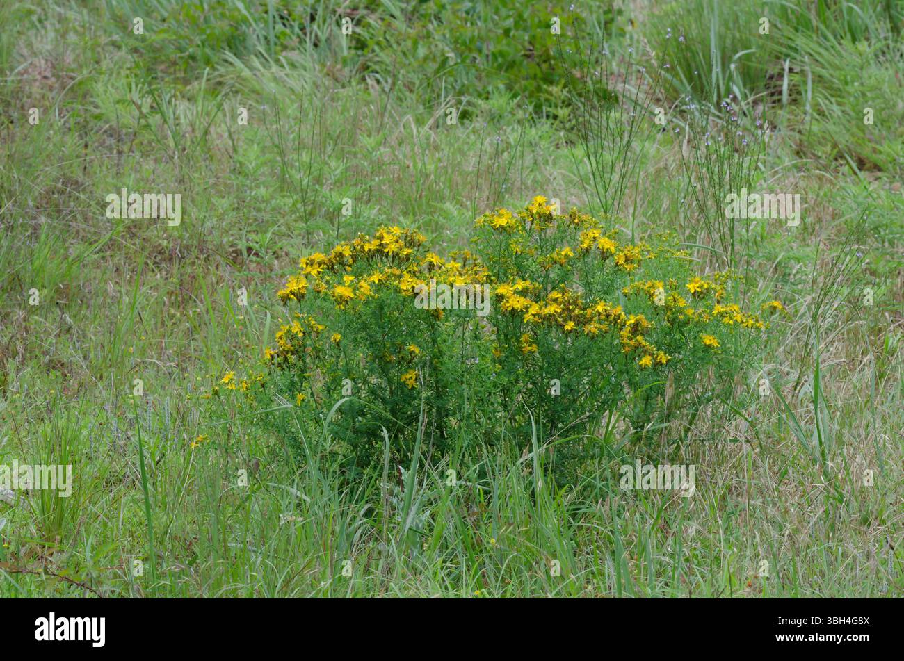 St. John's Wort, Hypericum perforatum Stock Photo