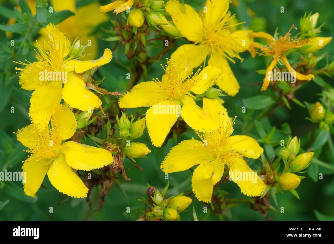 St. John's Wort, Hypericum perforatum Stock Photo