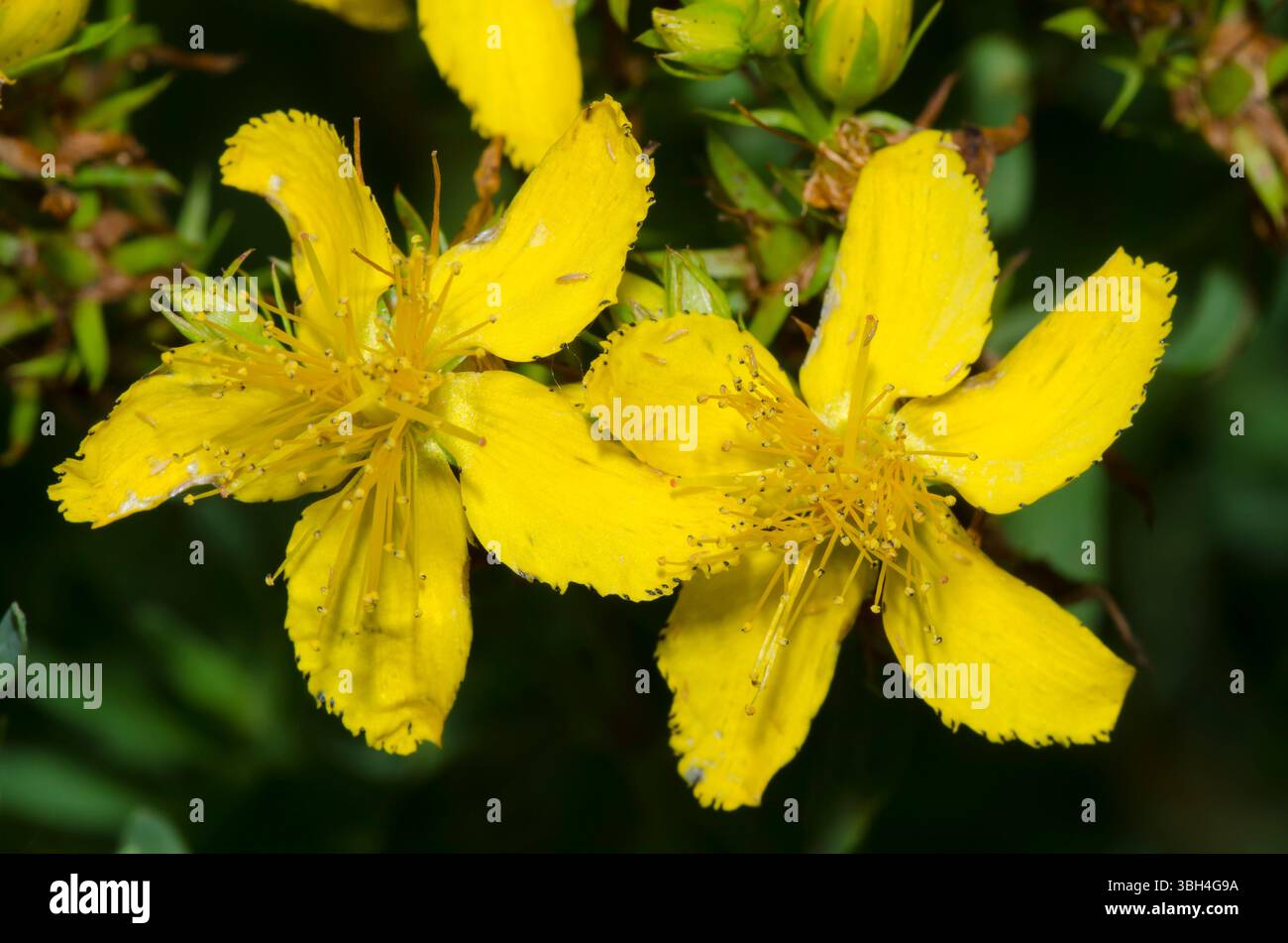 St. John's Wort, Hypericum perforatum Stock Photo