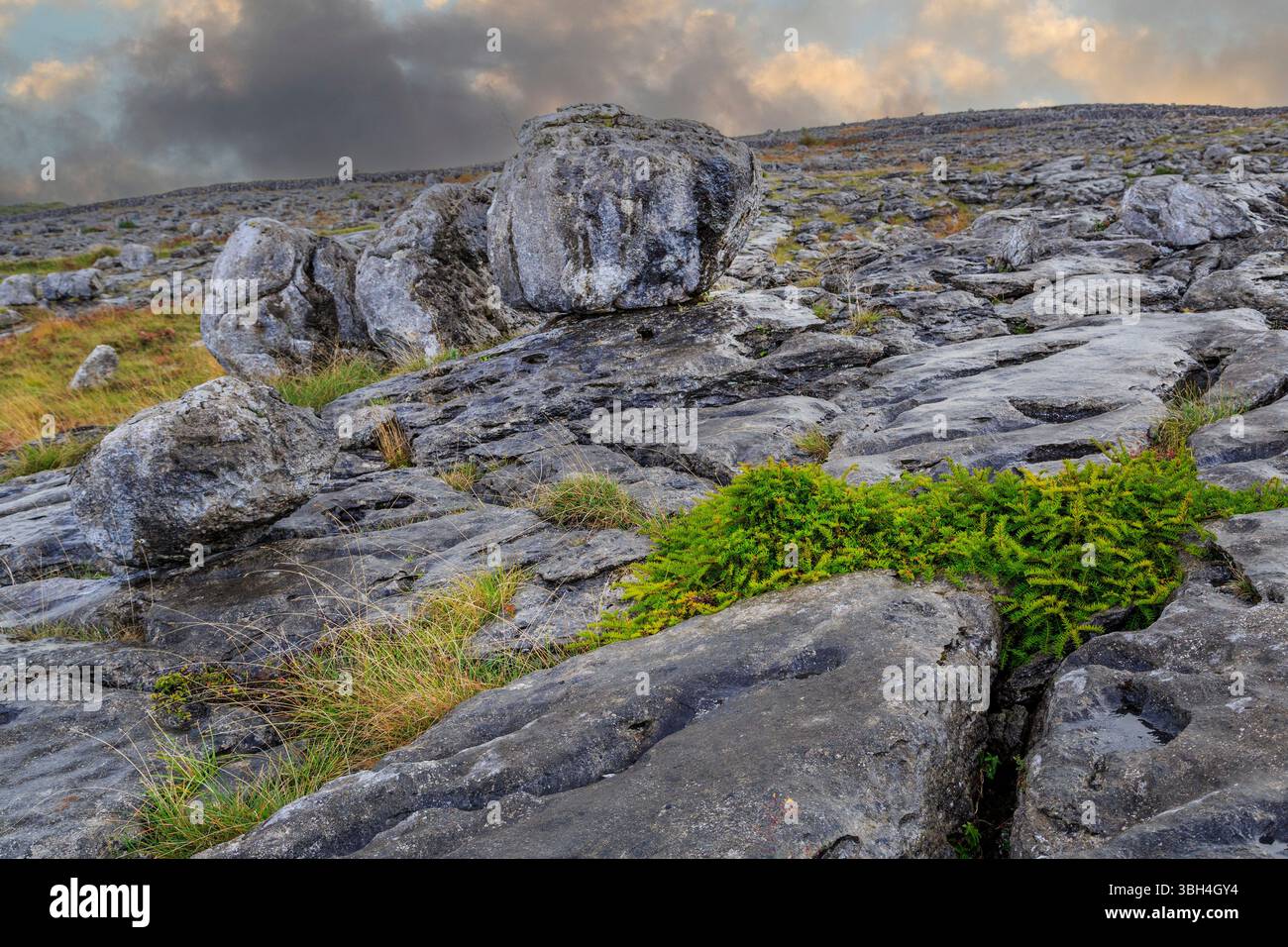 Plants growing in cracks in the rocks, The Burren, Co. Clare, Ireland ...