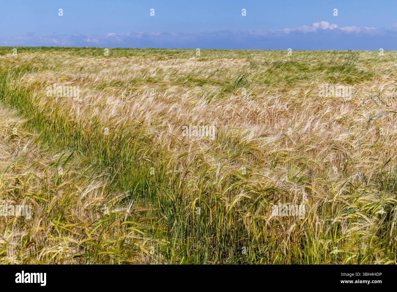 Barley cereal crop, with path across field, Pembrokeshire, Wales, UK Stock Photo