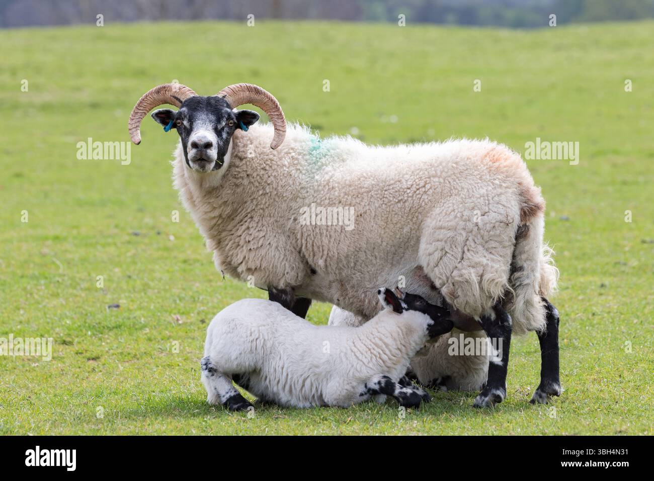 2 Lambs feeding from their mother in a field Stock Photo - Alamy