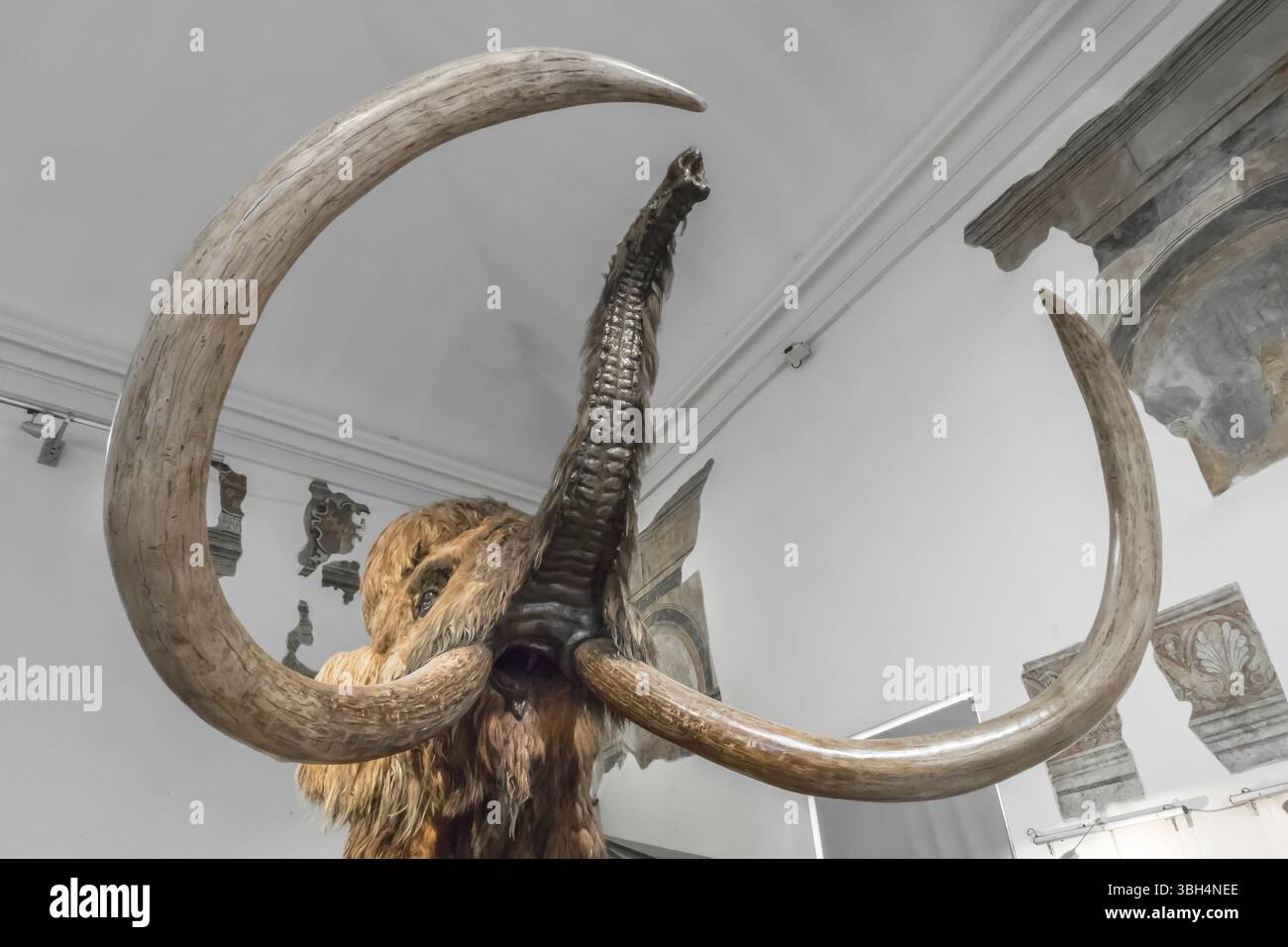 Realistic life size replica model of Woolly Mammoth. Civic Museum of Natural Sciences of Bergamo, ITALY - October 5, 2019 Stock Photo