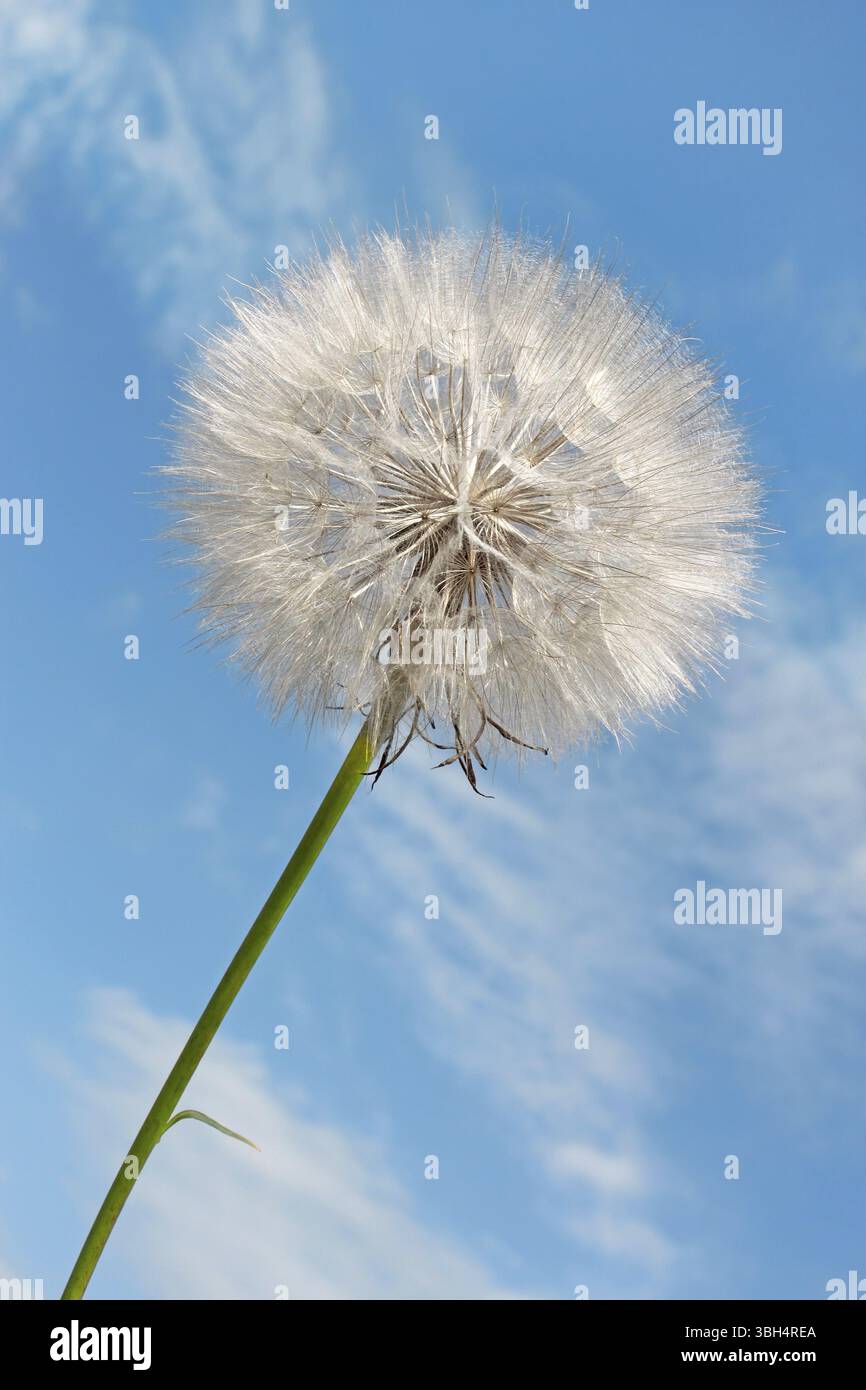 Dandelion against blue sky background with light white clouds Stock Photo