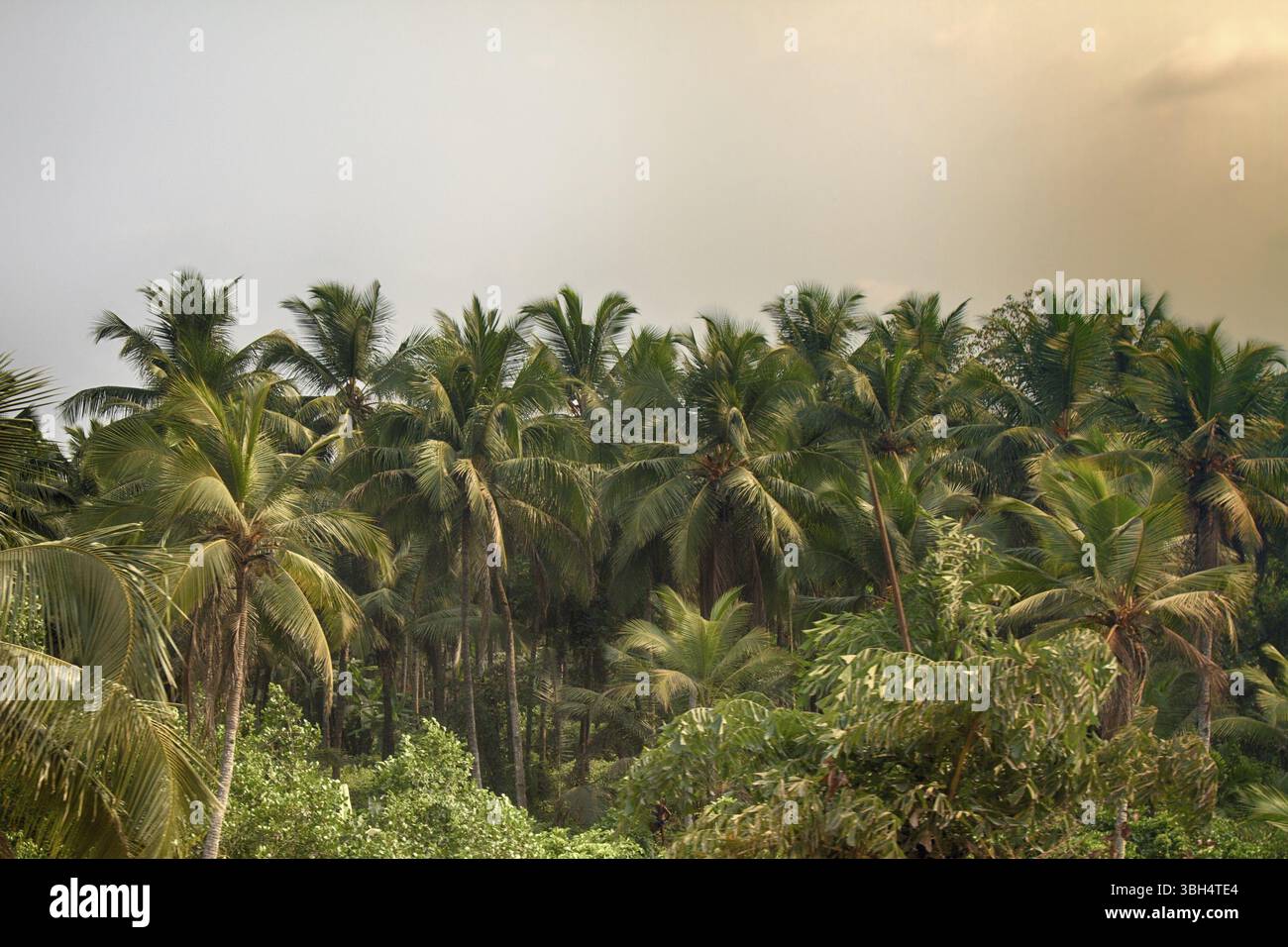 Asian agriculture hi-res stock photography and images - Alamy