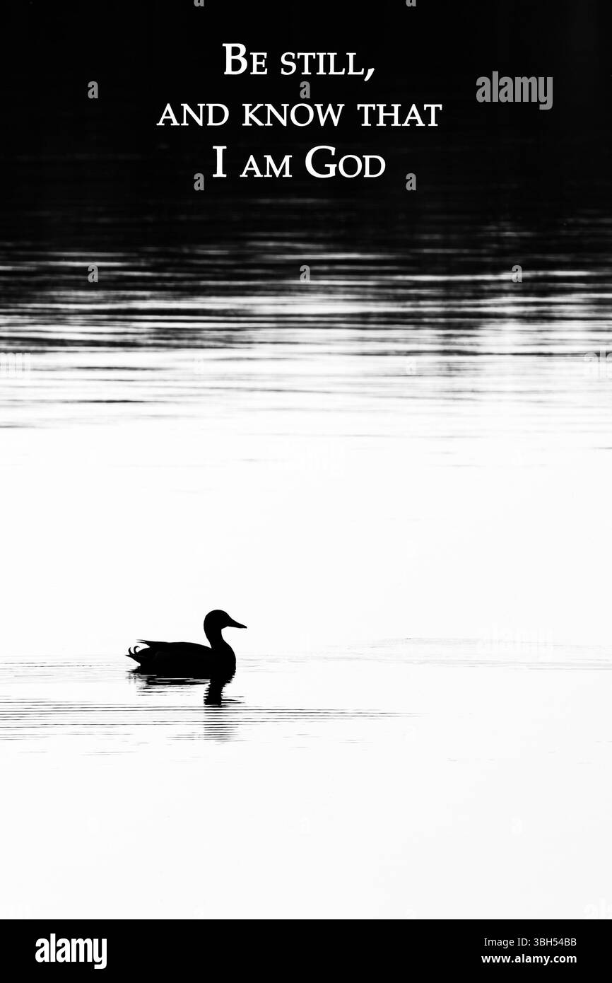 Bible verse psalm 46:10 with a silhouette of a mallard duck in black and white, vertical Stock Photo