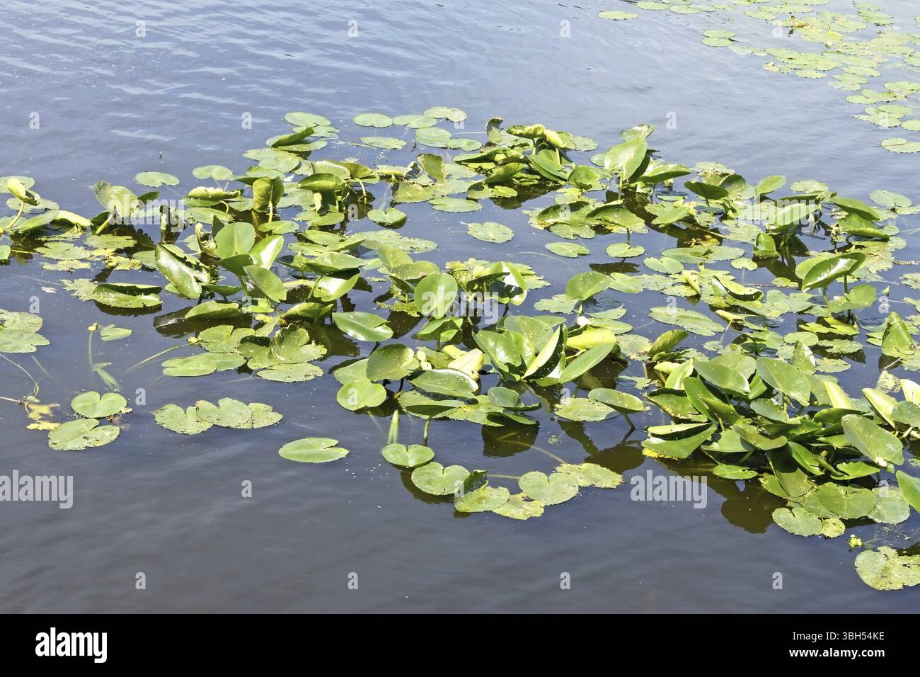 Nuphar variegata flower hi-res stock photography and images - Alamy