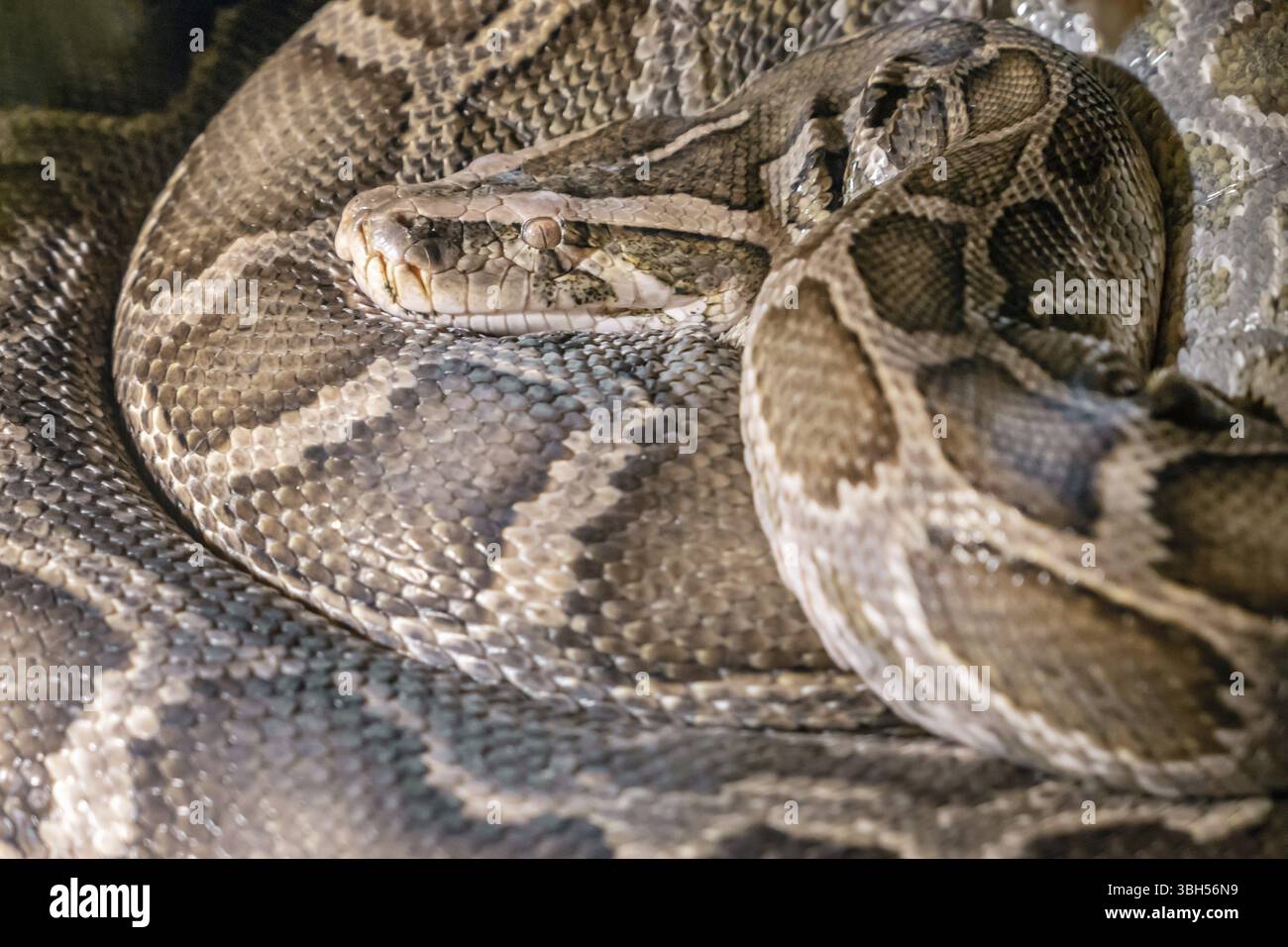 Epicrates genus hi-res stock photography and images - Alamy