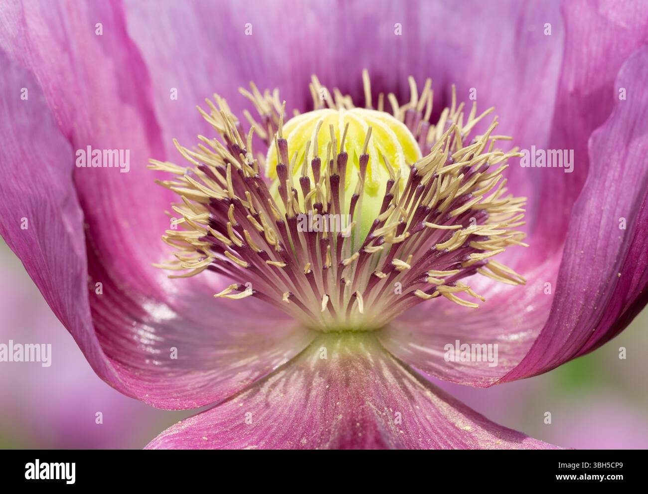 Th.e open flower of the opium poppy shows the seed capsule and the stamens Stock Photo