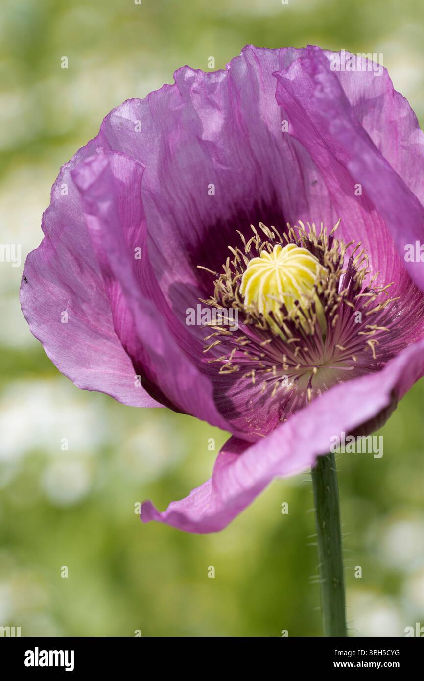 Th.e open flower of the opium poppy shows the seed capsule and the stamens Stock Photo