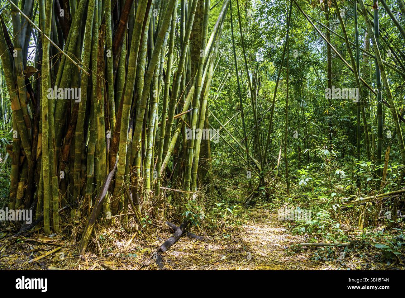 Bamboo trees in jungles, Khlong Phanom National Park, Kapong, Phang-nga, Thailand, Asia Stock Photo
