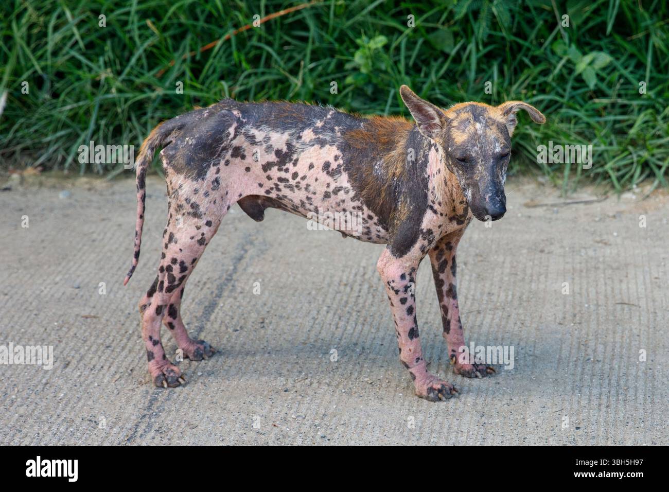 mange in dogs pictures