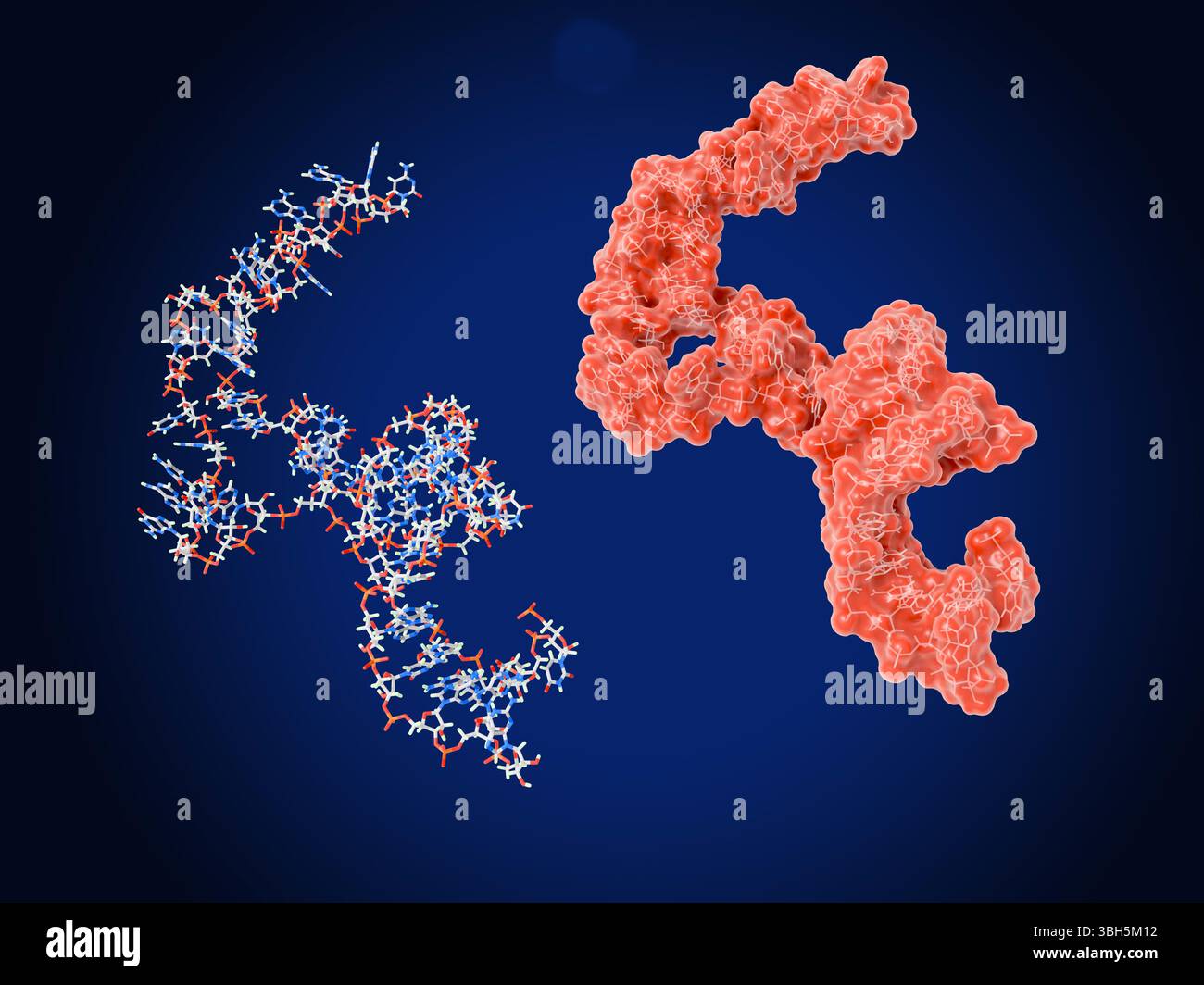 Illustration of molecules of the hairpin RNA (ribonucleic acid) precursor of let-7 microRNA (miRNA). miRNAs are short single-stranded RNA molecules that act to inhibit the expression of specific genes by regulating the expression of messenger RNA (mRNA). Let-7 is involved in the regulation of stem cell division and cell differentiation during development and acts as a tumor suppressor. Stock Photo