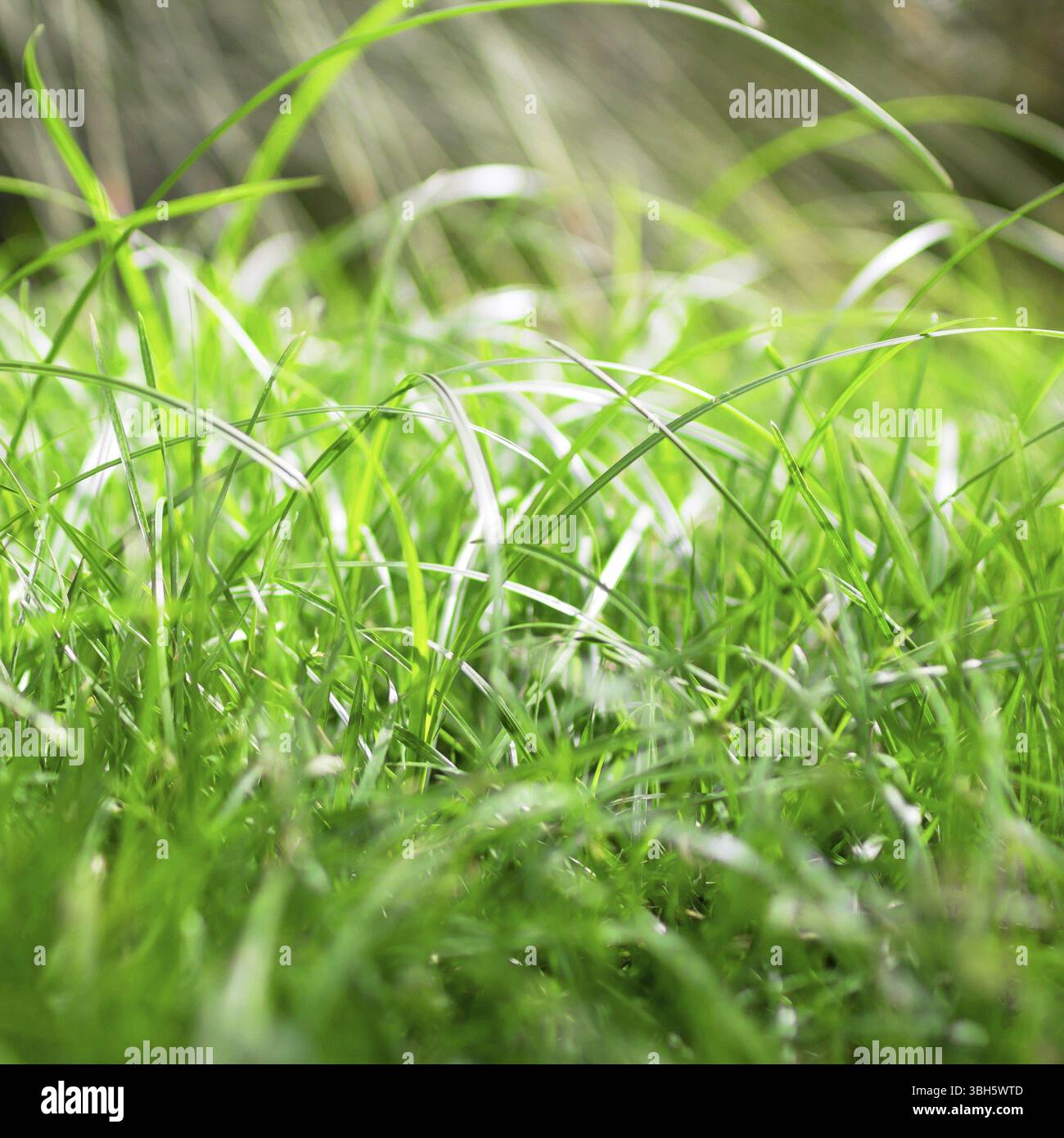 Green grass background sun beams hi-res stock photography and images ...