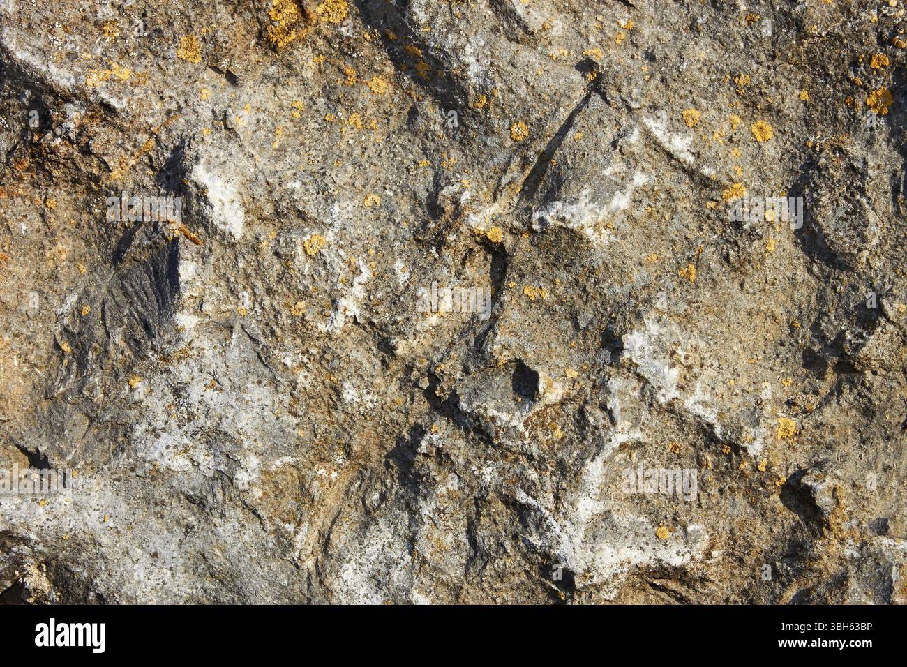 Fragment of stone surface rarely covered with petty lichen Stock Photo