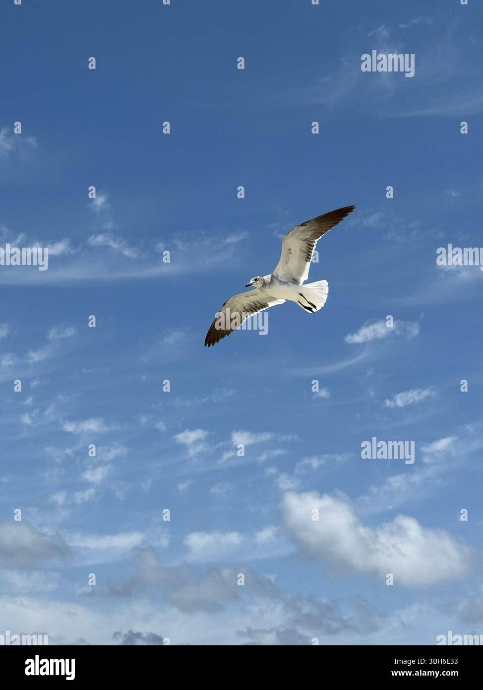 Isolated seagull flying with blue sky and white clouds background Stock ...