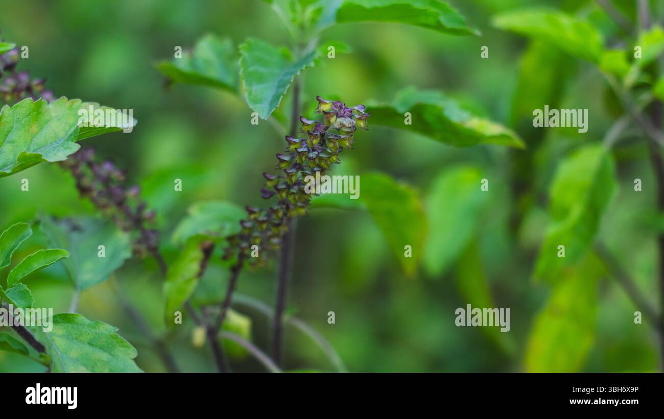 Featuring elongated structures hi-res stock photography and images - Alamy