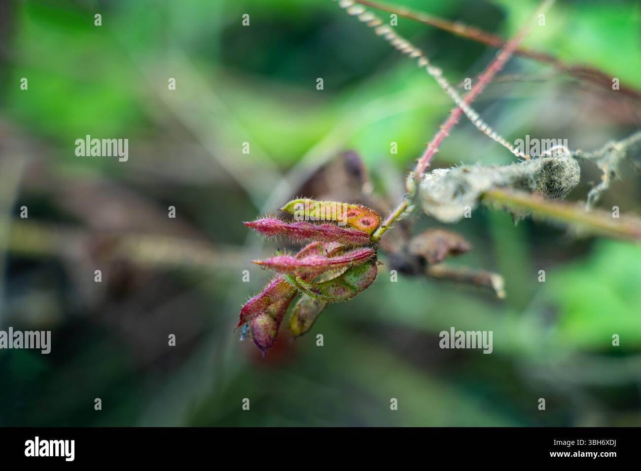 Close up of unripe, spiky seed pods of a Mimosa pudica touch me not ...