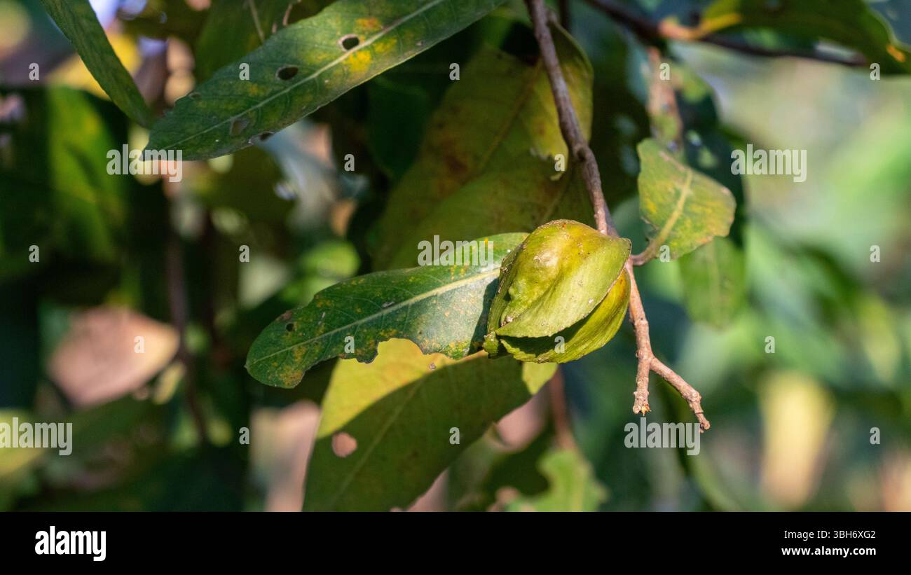 Arjun tree hi-res stock photography and images - Alamy