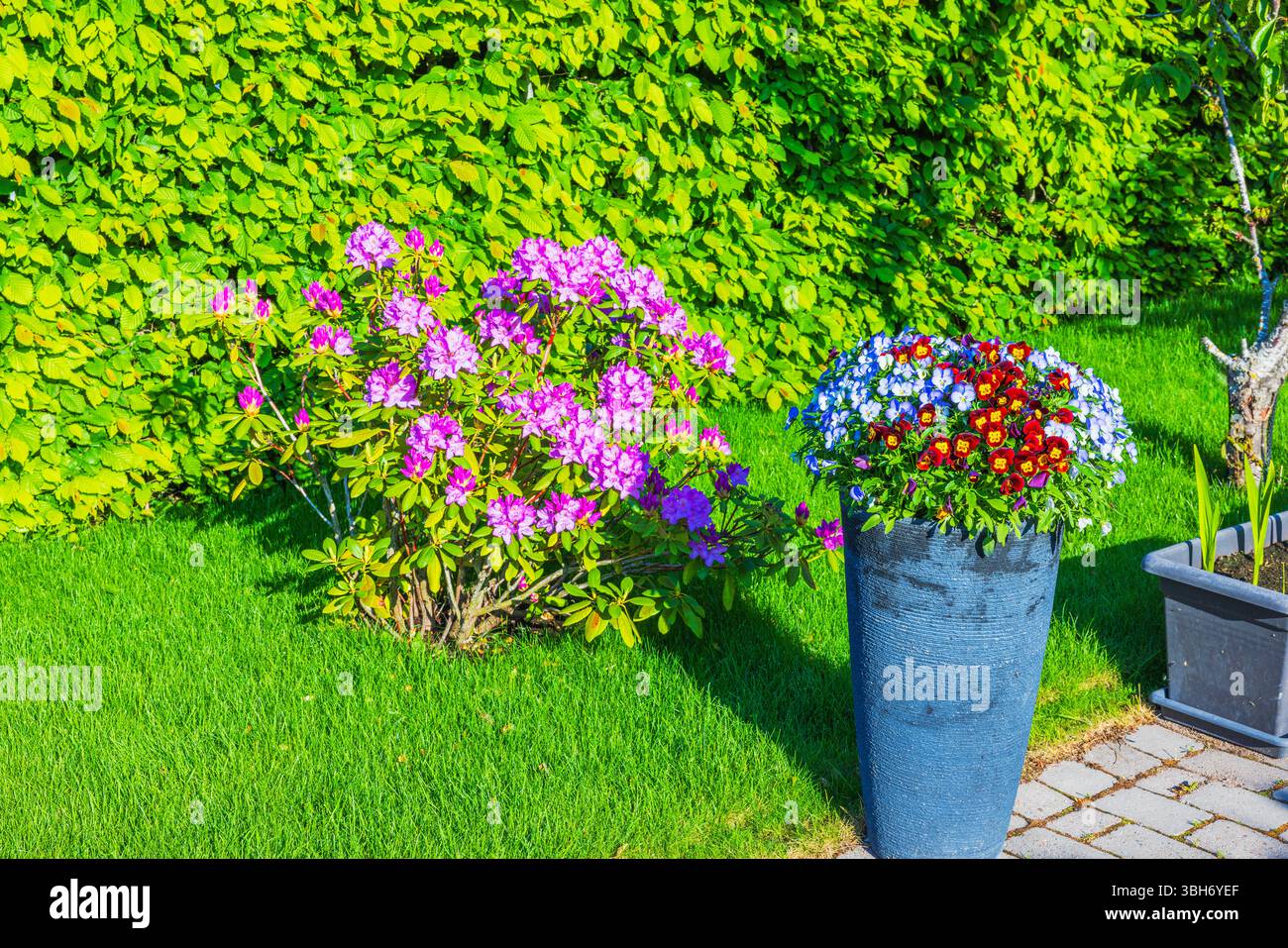 Rhododendron hedge hi-res stock photography and images - Alamy