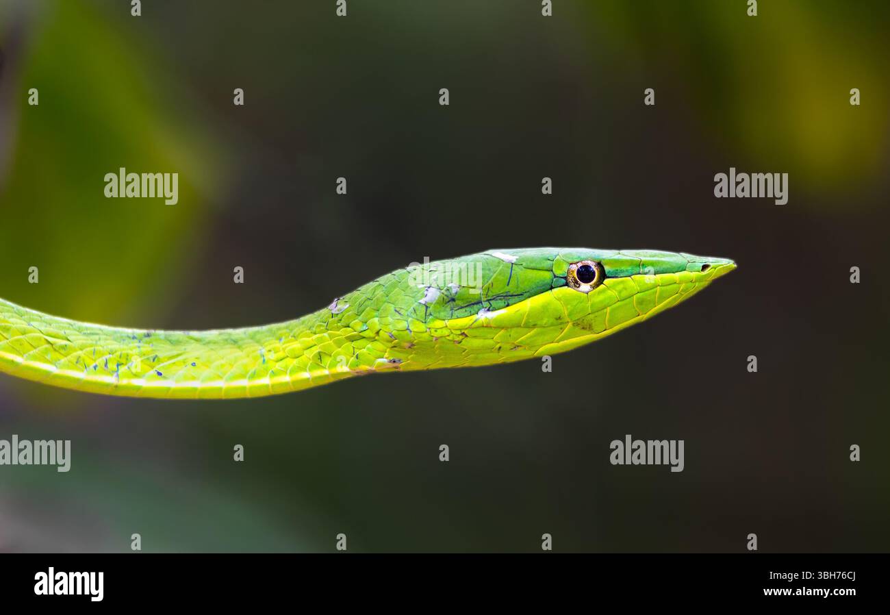 Rough Green Snake  (Opheodrys aestivus) in Costa Rica Stock Photo