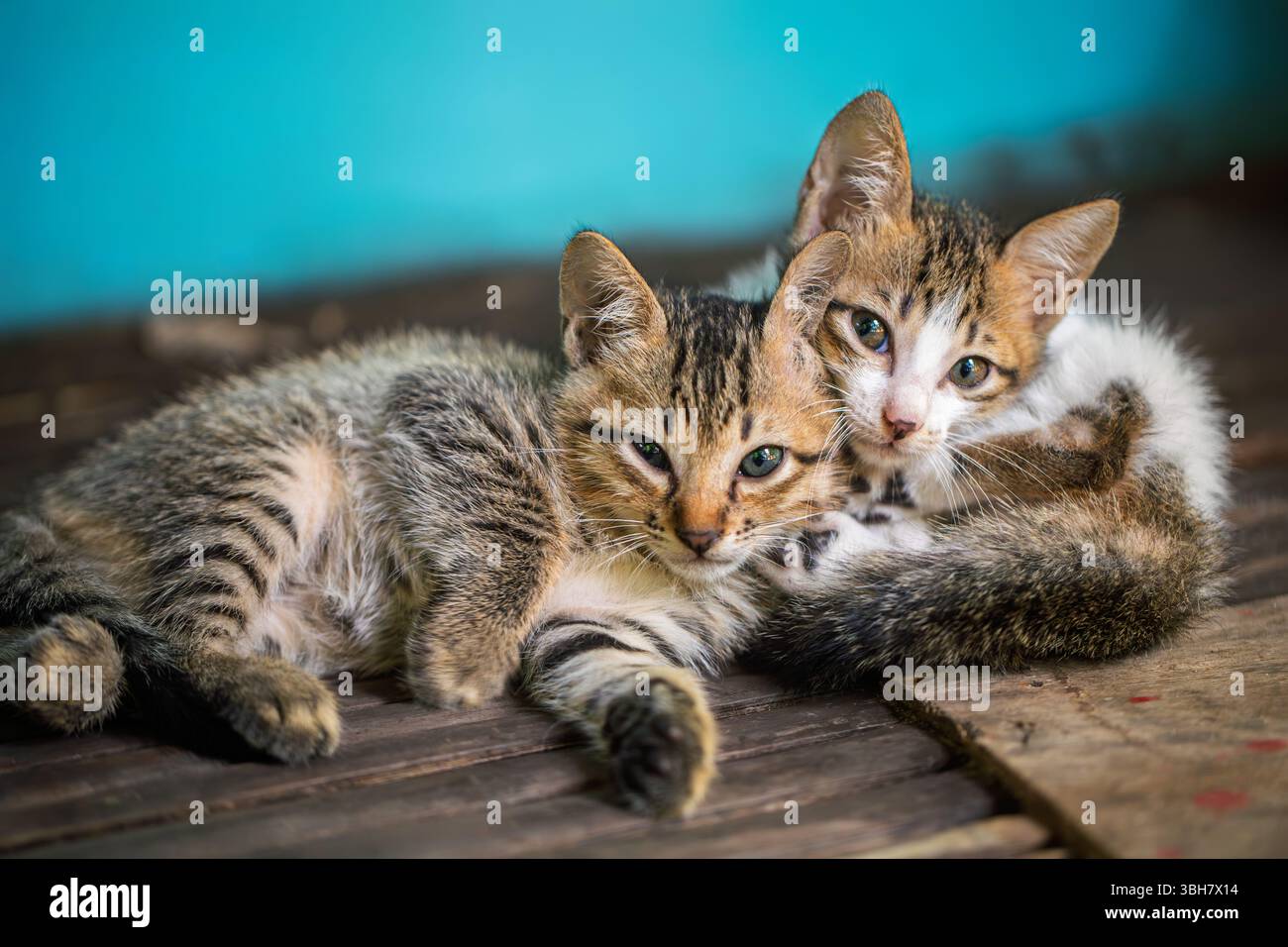 Two adorable kittens posing hi-res stock photography and images - Alamy