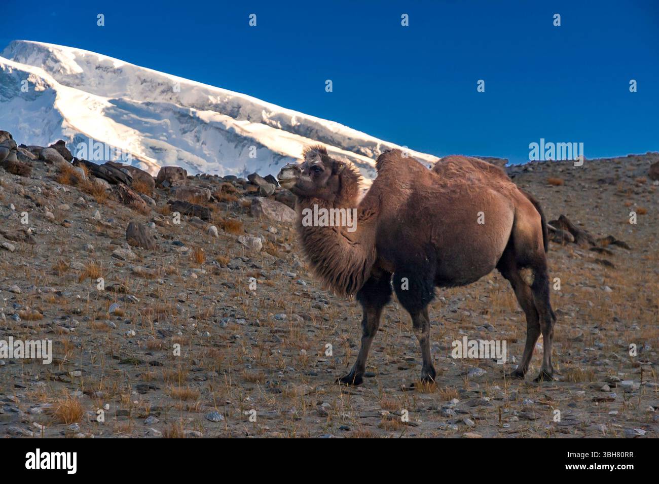 Camel snow hi-res stock photography and images - Alamy