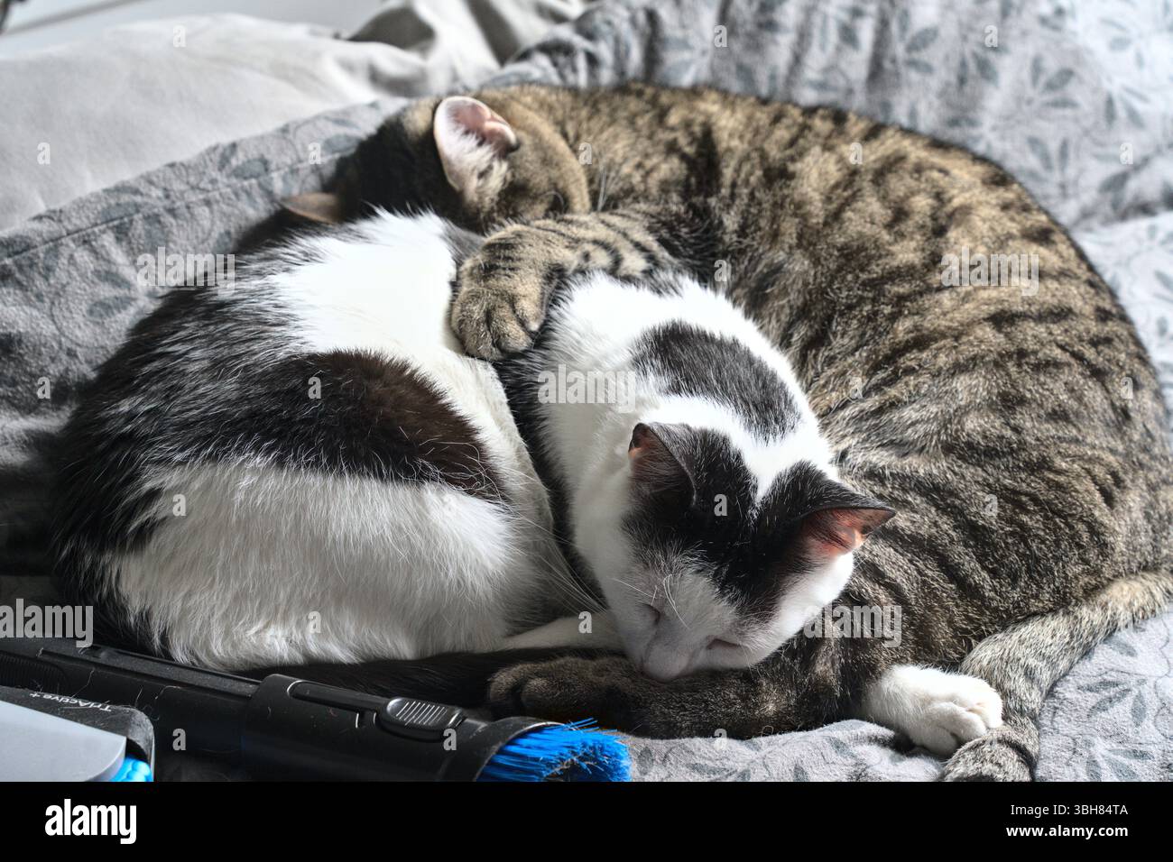 Cuddly Cats sleeping together on the bed Stock Photo