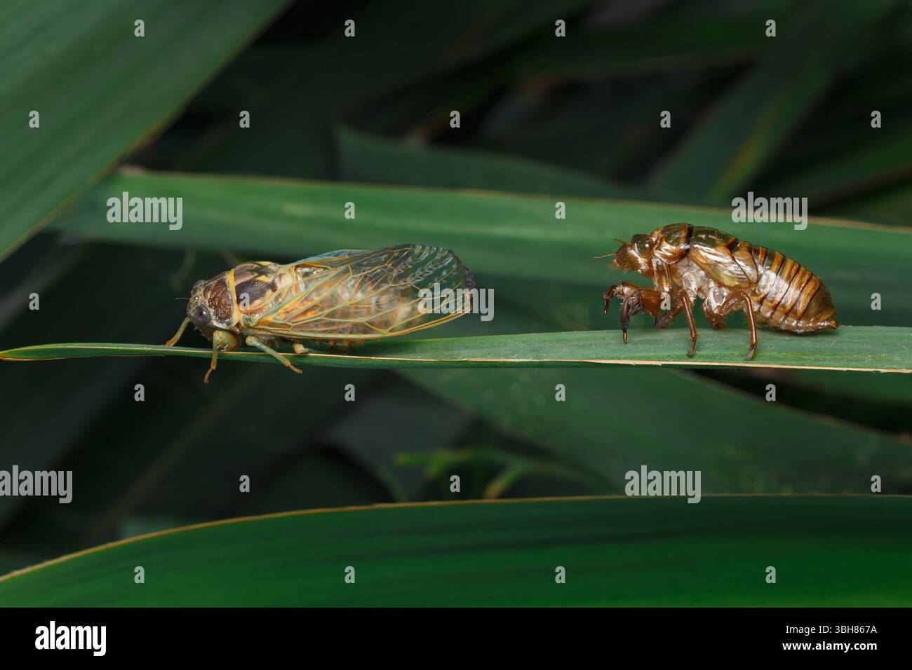 A hatched cicada nymph and its old exoskeleton. Insect transformation ...